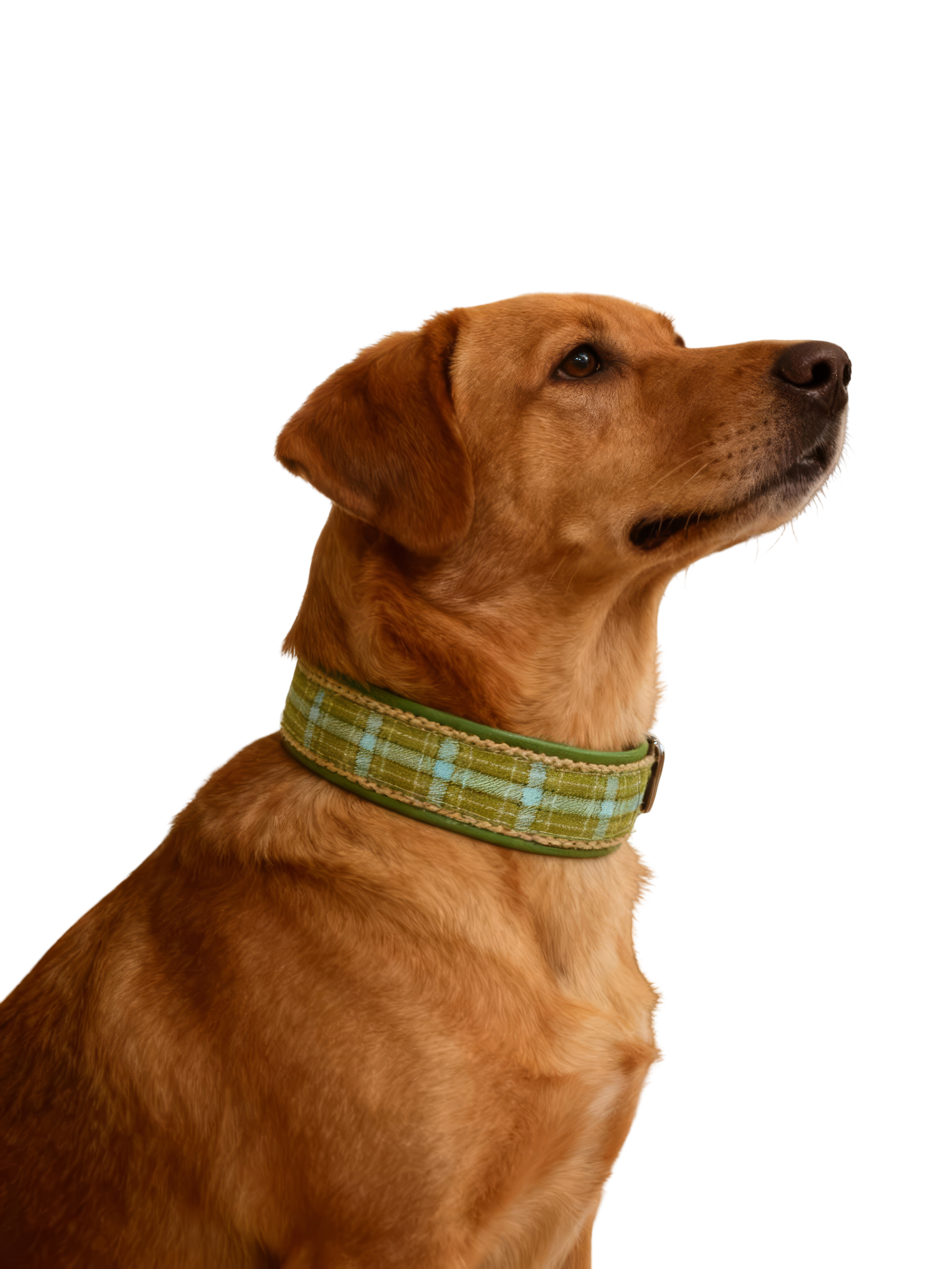 Show_this_collar_around_the_neck-3.png